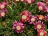 Ice Plant