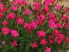 Dianthus deltoides 'Brilliant'