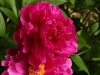 Peony 'Karl Rosenfield'