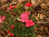 Zing Salmon Maiden Pinks