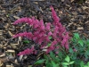 Astilbe Fanal