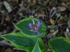Blooming Toad Lilly