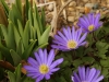 Anemone blanda