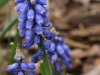 Grape hyacinth