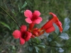 Trumpet Vine