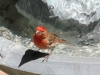 House Finch