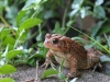 Lots of Toads