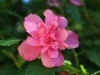 Pink Peony