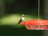 Hummingbirds love the flowers