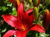 Asiatic Lily - Tiny Hope