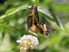 Swallowtail