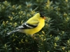 Goldfinch in Summer Plumage