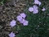 Pinks