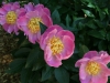 Peony started from my parent's bush