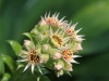Hens and Chick flower