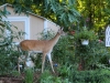 I just love a stroll through the garden