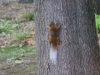 Red squirrel with odd tail