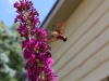Hummingbird moth
