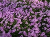 Phlox