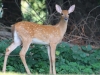 Fawn was one of quads