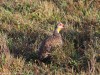 Yellow-necked Spurfowl