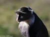 Sykes monkey