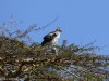 Martial Eagle