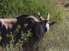 Eland