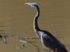 Black-headed Heron