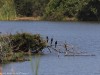 Darters