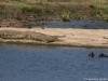 Basking Crocs