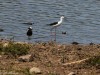 Blacksmith Lapwing and Black-winged Stilt