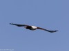 African Fish Eagle