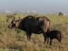Cape Buffalo with Nairobi in background