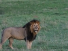 Local lion Fred
