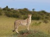 Neema the cheetah
