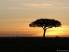 Sunrise in Mara North