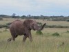 Playful elephant in Naboisho