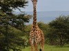 Naboisho giraffe