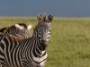 Evening zebras at Mara North