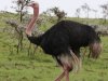 Male ostrich at Naboisho