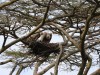 Vultures guarding nest