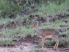 Dik Dik