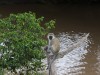 Vervet monkey in Naboisho