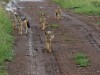 Jackal family Naboisho
