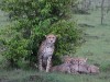 Nashipae on lookout