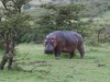 Hippo grazing at sundown Naboisho