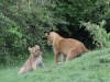 Lion cub play