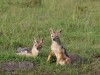 Sunning jackals at Mara North