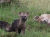 Hyena cubs with sleeping mom